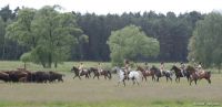 Bisontreiben 2006 klein
